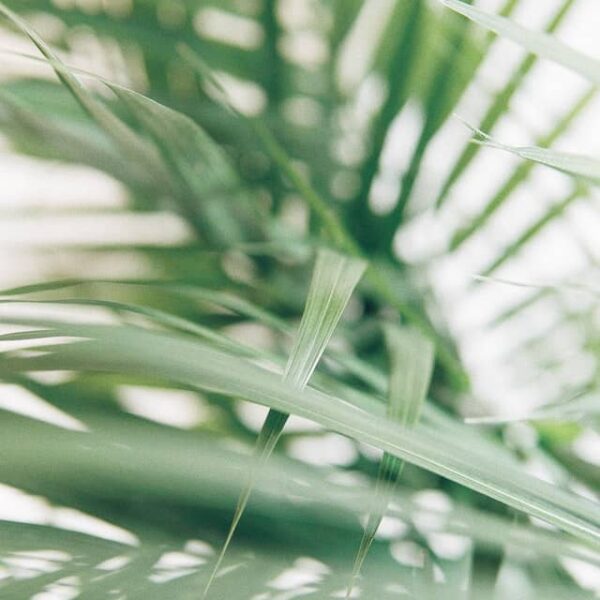 palm palm palm blad