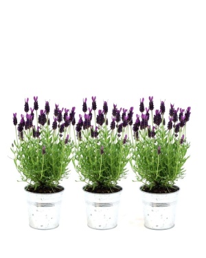 Set van 3 Franse Lavendels in Sierpot