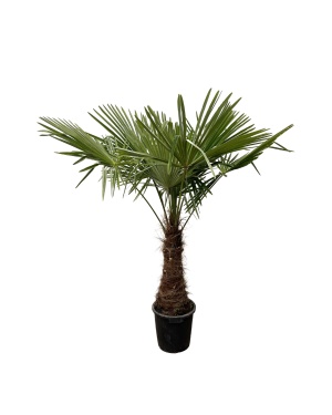 Trachycarpus Fortuneii 225cm