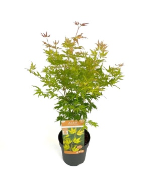 Acer palm. 'Orange Lace'