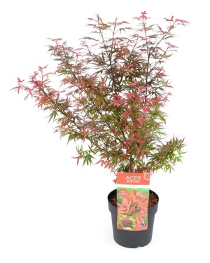 Acer palm. Shaina M