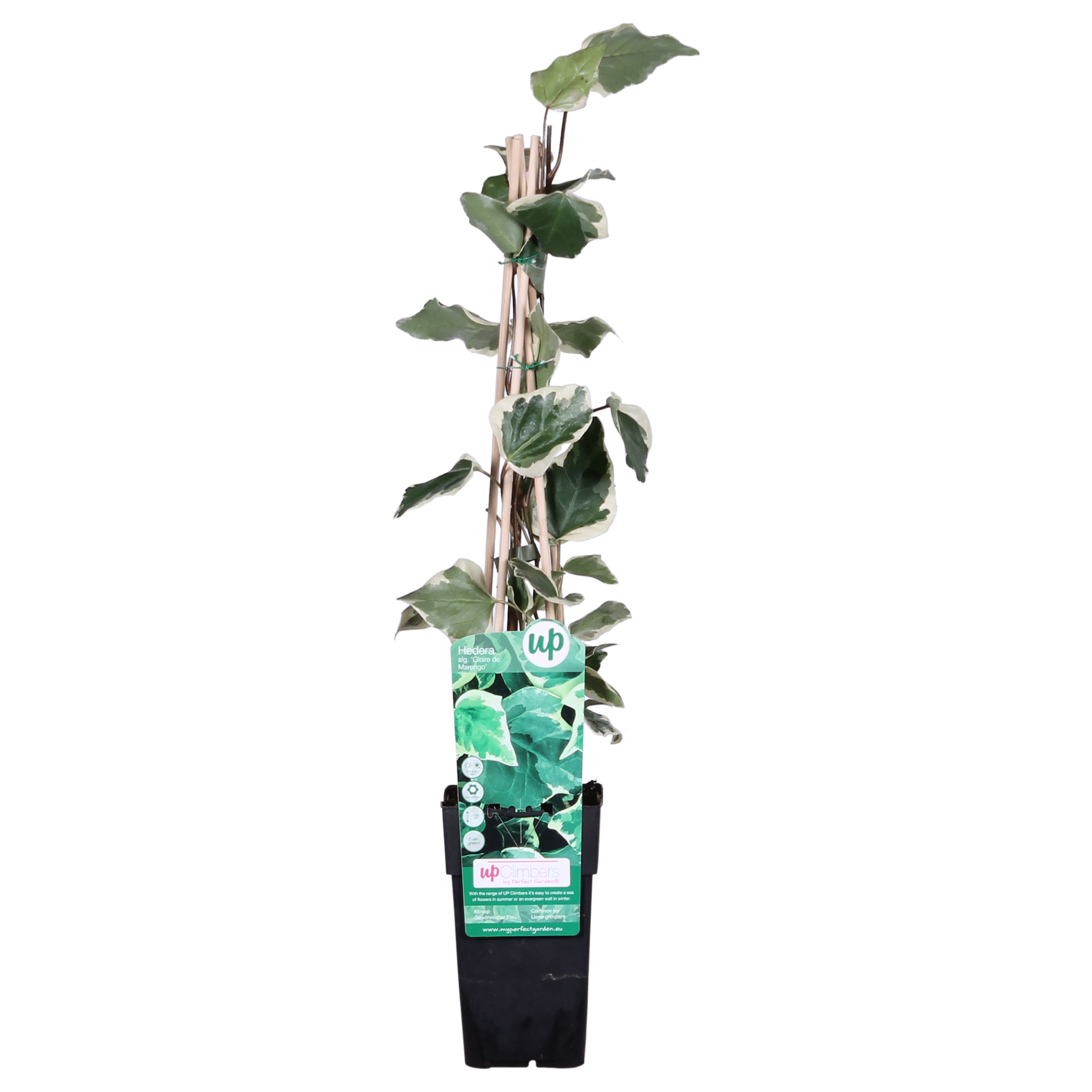Hedera algeriensis 'Gloire de Maren' - ↨65cm - Ø15