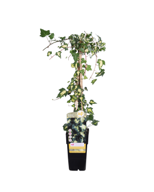 Hedera colchica 'Dentata Variegata' - Klimop wit-groen