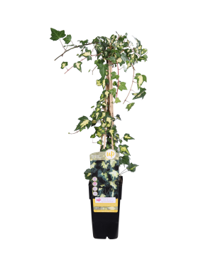 Hedera helix 'Goldheart' - Klimop Geel-groen