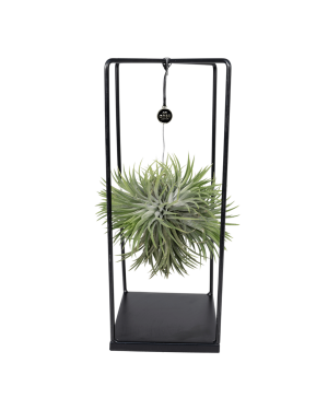 Tillandsia Cube Mix Large