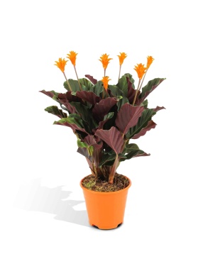 Calathea Crocata