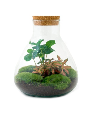 DIY Terrarium - Sammie Coffea - ↑ 27 Cm