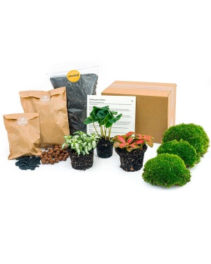 Terrarium Pakket Coffea Arabica