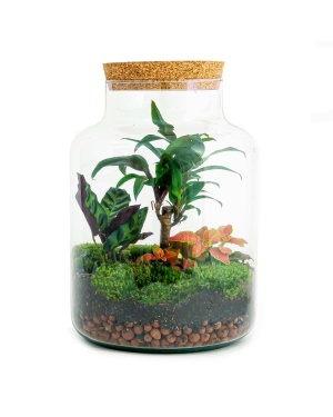 DIY Terrarium - Milky Palm - ↑ 30 Cm