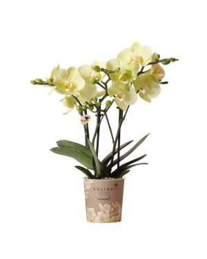 Gele Phalaenopsis Orchidee