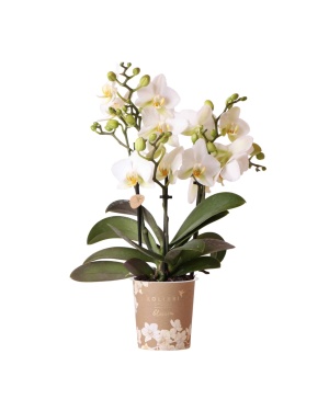 Witte Phalaenopsis Orchidee - Dame blanche