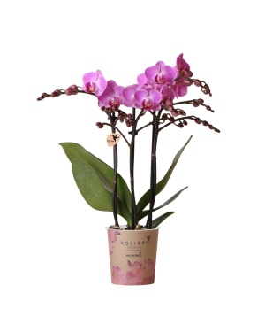 Paars Roze Phalaenopsis Orchidee