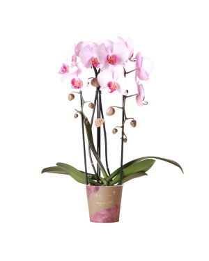 Roze Phalaenopsis Orchidee 55cm