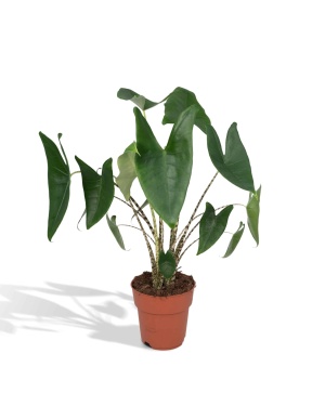 Alocasia Zebrina