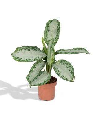 Aglaonema Silver Bay
