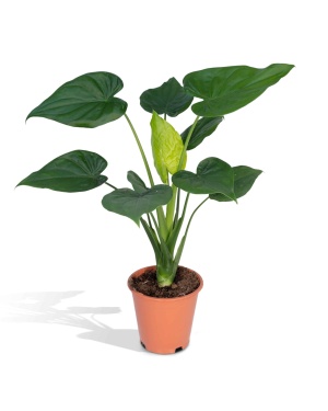 Alocasia Cucullata