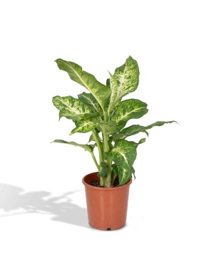 Dieffenbachia Mars
