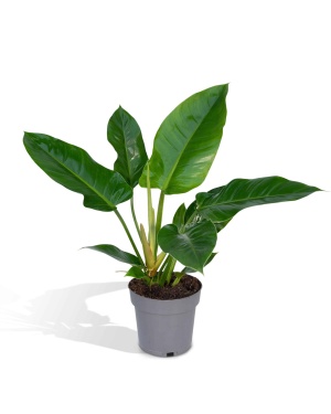 Philodendron Imperial Green 65cm