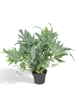 Phlebodium Aureum Blue Star