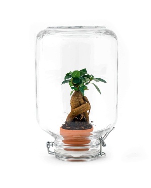 Ficus Ginseng Bonsai - Mini-Ecosysteem