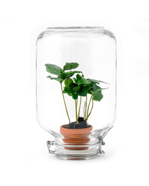 Coffea Arabica Koffieplant - Mini-Ecosysteem