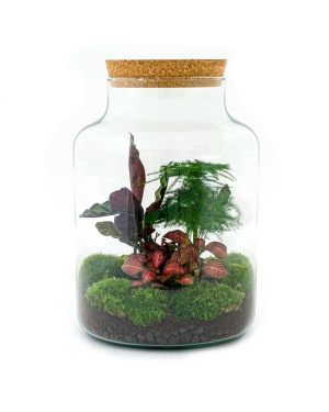 DIY Terrarium - Milky - ↑ 30 Cm