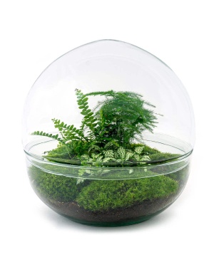 DIY Terrarium - Dome Xl - ↑ 30 Cm