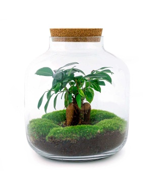 DIY Terrarium - Billie - ↑ 29 Cm
