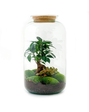 DIY Terrarium - Sven Bonsai - ↑ 43 Cm