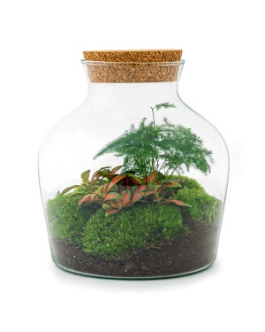 DIY Terrarium - Little Joe - ↑ 21,5 Cm