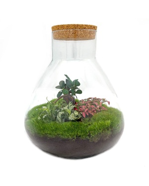 DIY Terrarium - Sam Xl Bonsai - ↑ 35 Cm