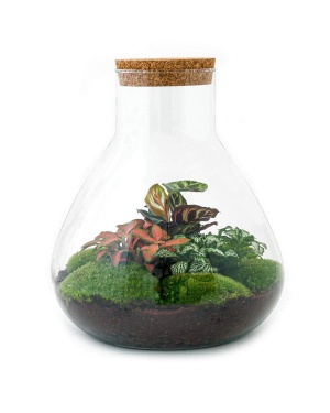 DIY Terrarium - Sam Xl Rood - ↑ 35 Cm