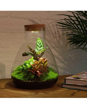 DIY Terrarium - Sam Calathea With Light - ↑ 30 Cm