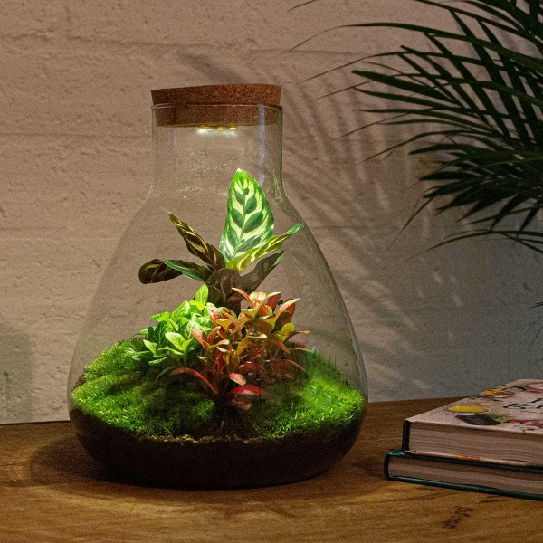 DIY Terrarium - Sam Calathea With Light - ↑ 30 Cm