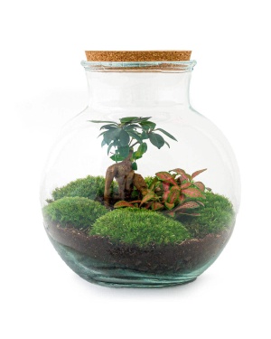 DIY Terrarium - Teddy Bonsai - ↑ 26,5 Cm