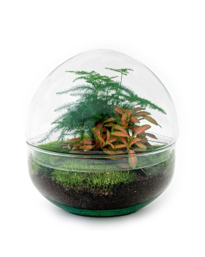 DIY Terrarium - Dome Red - ↑ 20 Cm