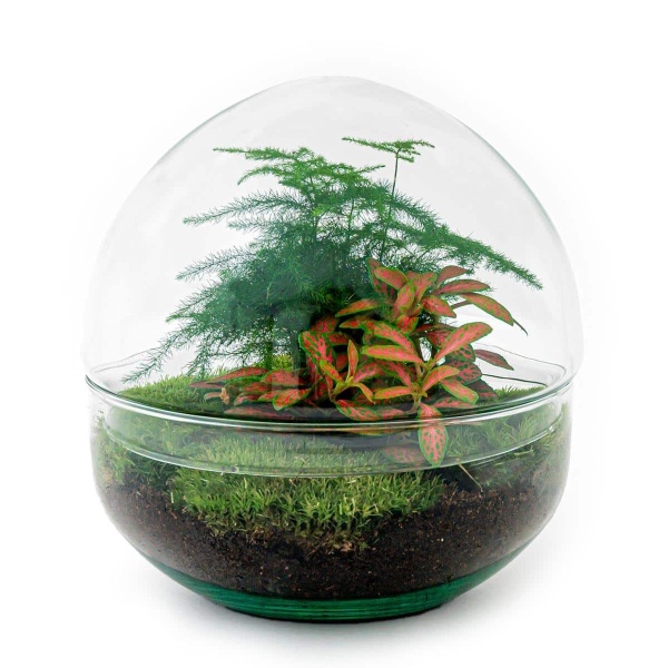 DIY Terrarium - Dome Red - ↑ 20 Cm