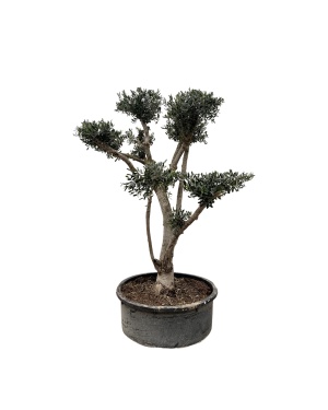 Olea Europaea Pompon Olijfboom XXL