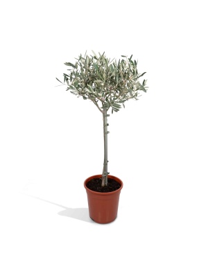Olea Op Stam