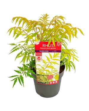 Rhus Tiger Eyes