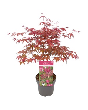 Acer Palm. Beni-Maiko
