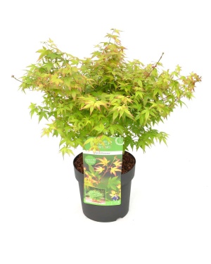 Acer Palm. Little Princess