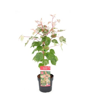 Acer Cons. Red Flamingo