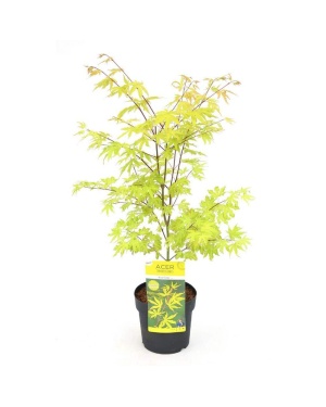 Acer Palm. Anne Irene