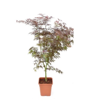 Acer Palm. Sumi-Nagashi