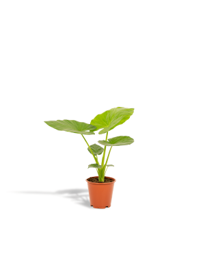 Alocasia Macrorrhiza