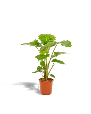 Alocasia Portodora