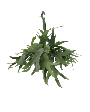 Platycerium Hertshoorn Hang