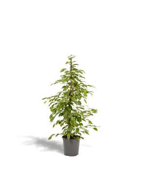 Ficus Benjamina Goldenking 95cm