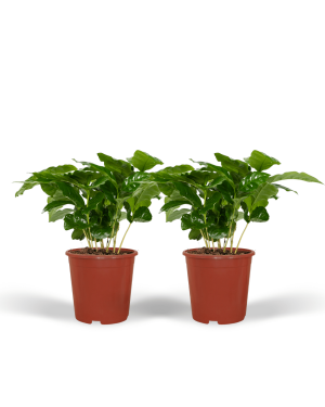 2x koffieplant